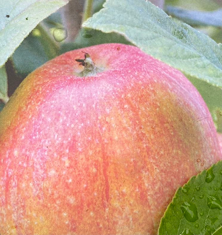 Apfelbaum, Malus domestica 'Alkmene' kaufen im Online-Shop der Bohlken Baumschulen