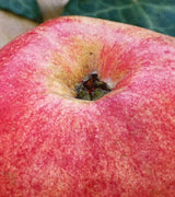 Apfel 'Gravensteiner'