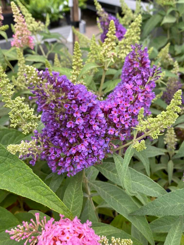 Schmetterlingsstrauch 'Butterfly Candy ® Little Lila'