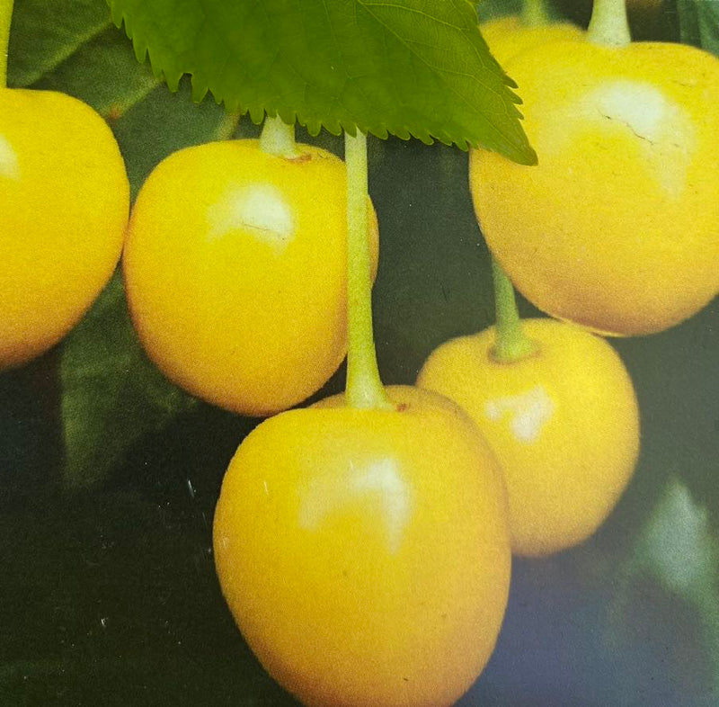 Süßkirsche, Prunus avium 'Dönissens gelbe Knorpelkirsche' kaufen im Online-Shop der Bhlken Baumschulen