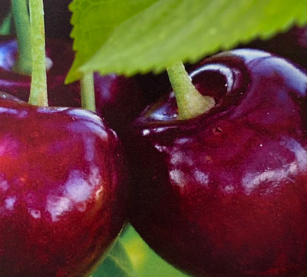 Süßkirsche, Prunus avium 'Sunburst' kaufen im Online-Shop der Bohlken Baumschulen