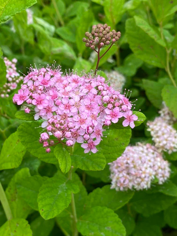 Birkenblättrige Spiere 'Pink Sparkler' ®