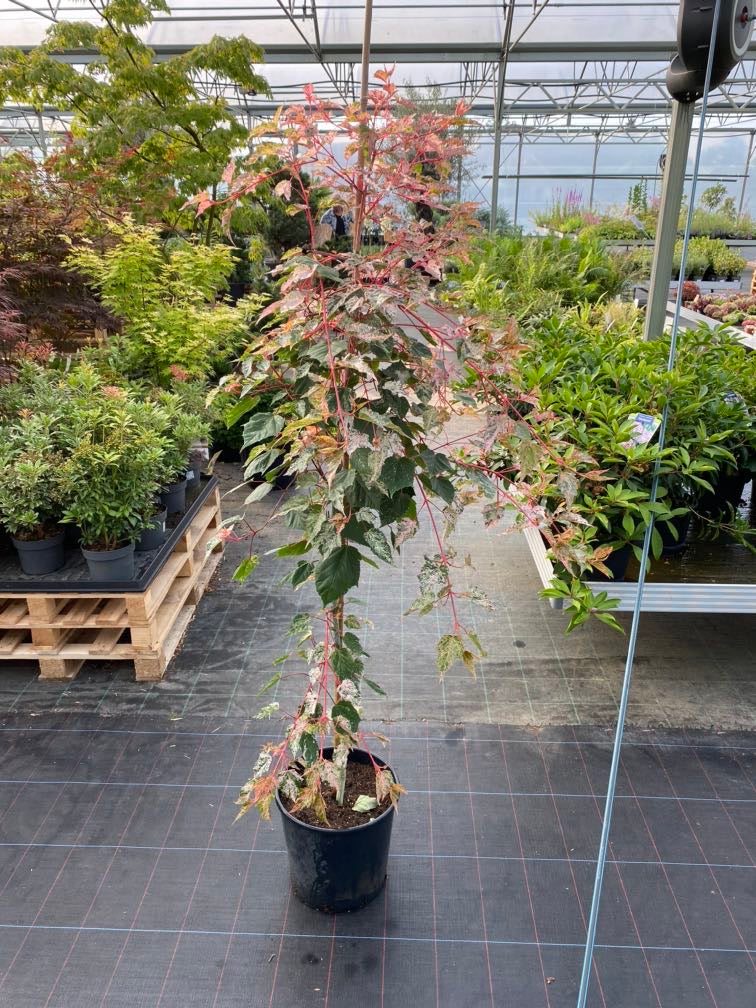 Artikelbild Schlangenhaut-Ahorn Acer conspicuum 'Red Flamingo' im Online-Shop der Bohlken Baumschulen
