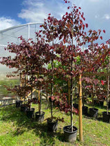 Kanadische Judasbaum 'Forest Pansy'