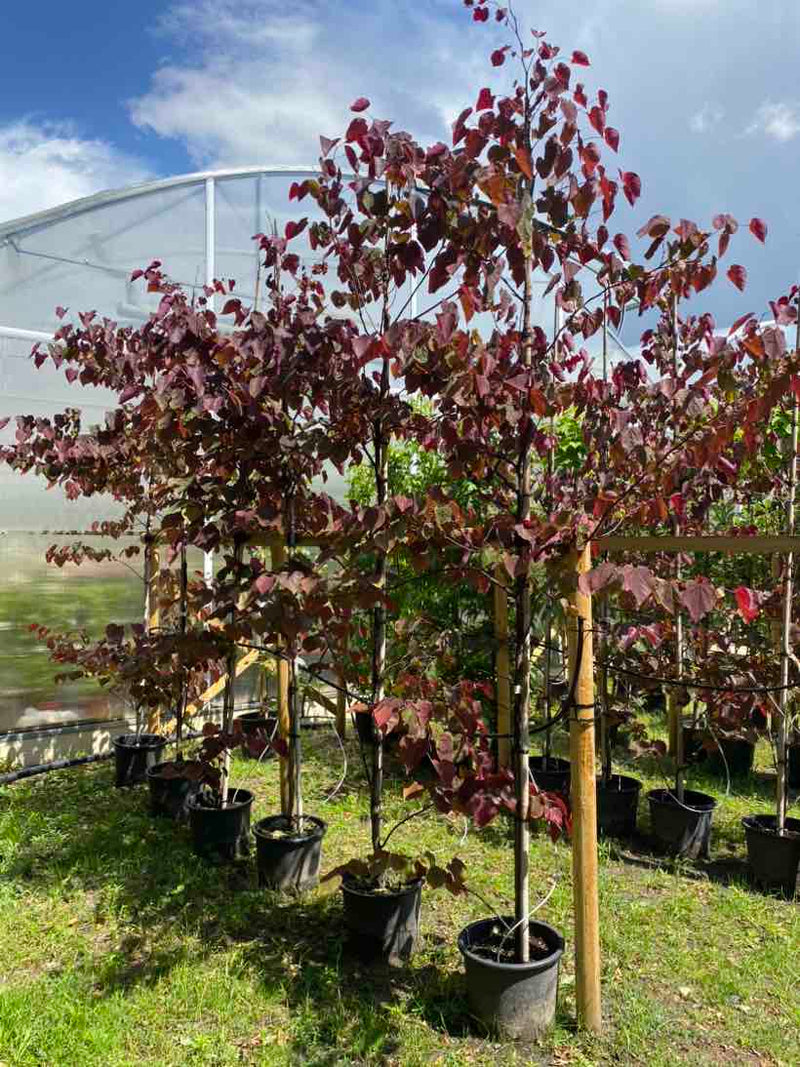 Kanadische Judasbaum 'Forest Pansy'