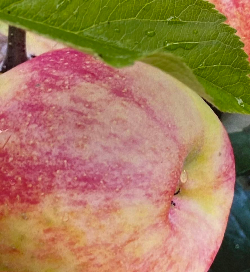 Apfelbaum, Malus domestica 'Karneval' ® kaufen im Online-Shop der Bohlken Baumschulen