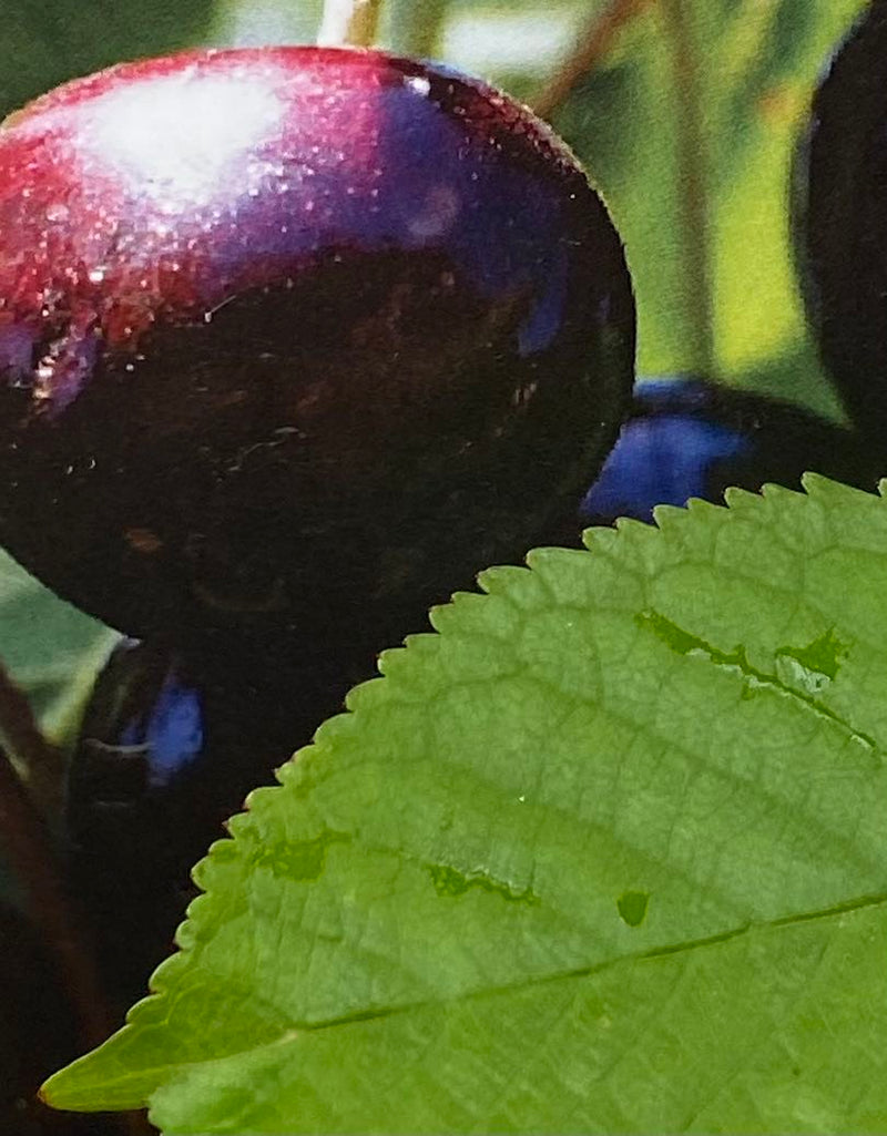 Süßkirsche, Prunus avium 'Große Schwarze Knorpelkirsche' kaufen im Online-Shop der Bohlken Baumschulen