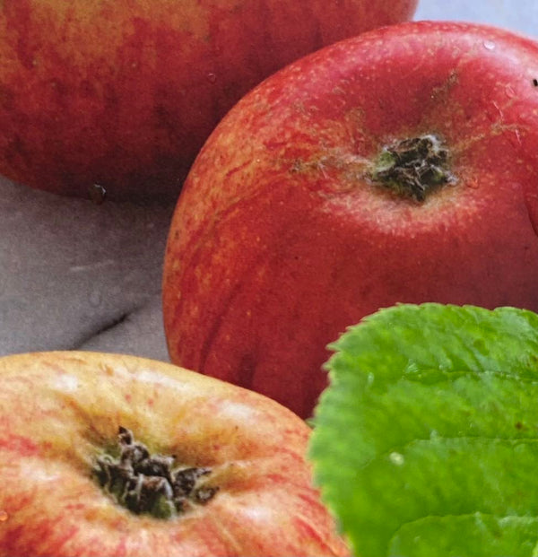 Apfelbaum, Malus domestica 'Rubinola' ® kaufen im Online-Shop der Bohlken Baumschulen