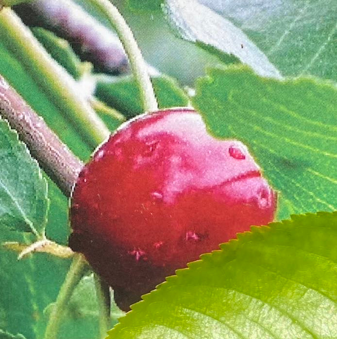Süßkirsche, Prunus avium 'Lapins' kaufen im Online-Shop der Bohlken Baumschulen
