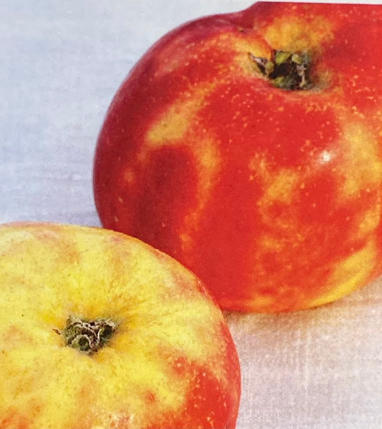 Apfelbaum, Malus domestica 'Roter Gravensteiner' kaufen im Online-Shop der Bohlken Baumschulen