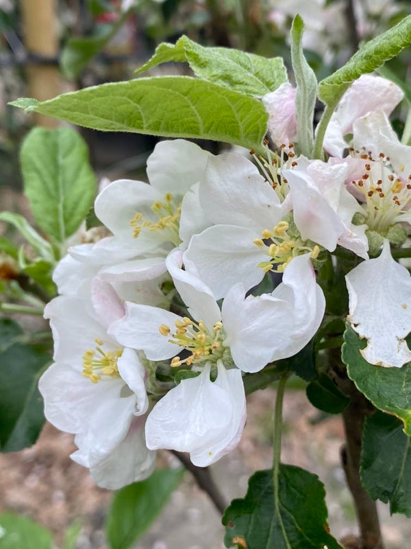 Apfelbaum, Malus domestica 'Rosette' ® kaufen im Online-Shop der Bohlken Baumschulen