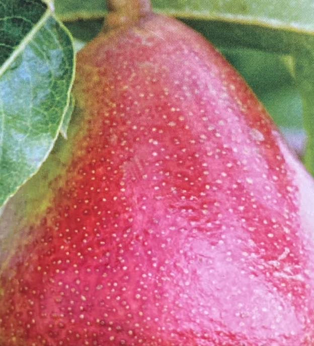 Birne 'Gute Luise von Avranches'