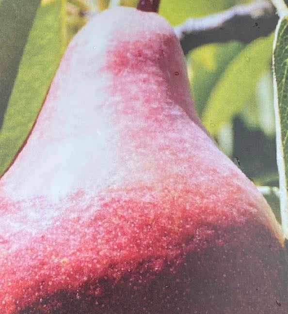 Birne, Pyrus communis 'Clapps Liebling' kaufen im Online-Shop der Bohlken Baumschulen