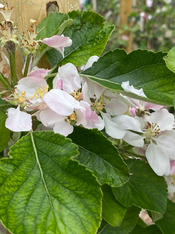 Apfel 'Roter James Grieve'