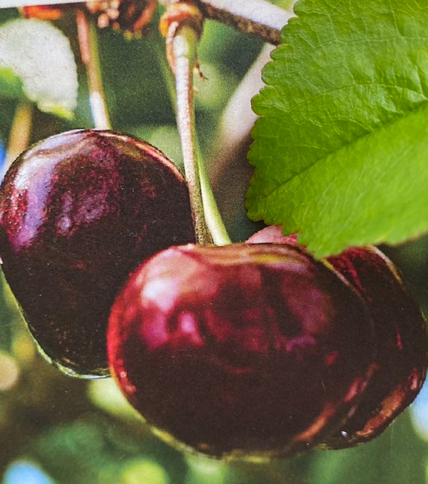 Süßkirsche, Prunus avium 'Swing' ® kaufen im Online-Shop der Bohlken Baumschulen