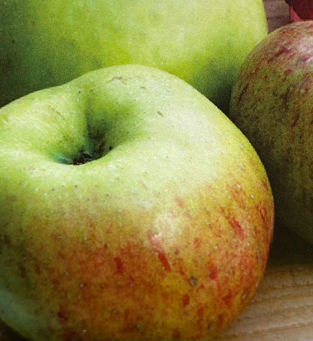 Apfelbaum, Malus domestica 'Topaz' ® kaufen im Online-Shop der Bohlken Baumschule