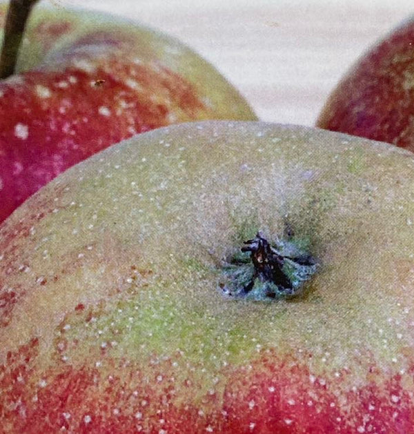 Apfelbaum, Malus domestica 'Wellant'  ® kaufen im Online-Shop der Bohlken Baumschulen