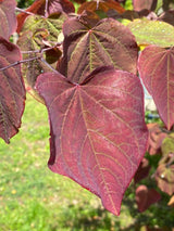 Kanadische Judasbaum 'Forest Pansy'