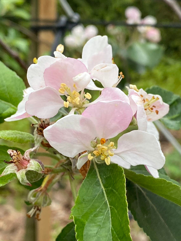 Apfel 'James Grieve'