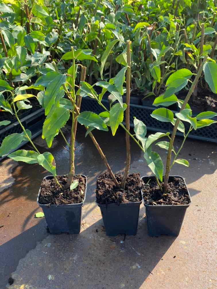 Portugiesischer Kirschlorbeer 'Angustifolia'