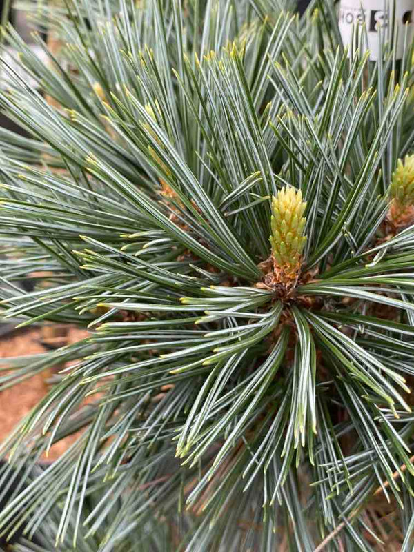 Biegsame Kiefer,  Pinus flexilis 'Vanderwolf's Pyramid' kaufen im Online-Shop der Bohlken Baumschulen