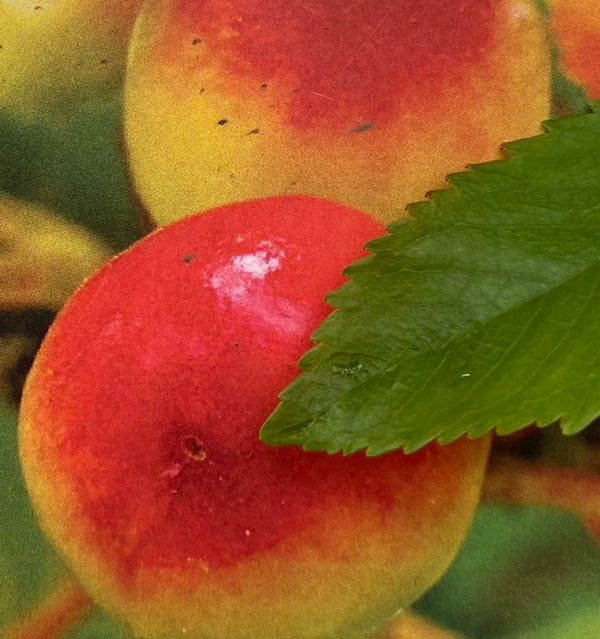 Süßkirsche, Prunus avium 'Büttners Rote Knorpel' kaufen im Online-Shop der Bohlken Baumschulen