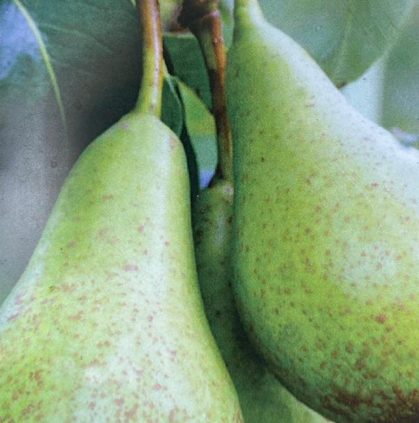 Birne, Pyrus communis 'Conference' kaufen im Online-Shop der Bohlken Baumschulen
