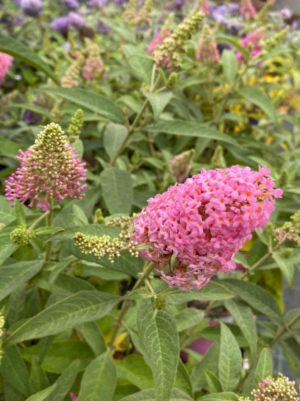 Schmetterlingsstrauch 'Little Pink'