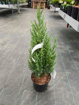Chinesischer Säulenwacholder, Juniperus chinensis 'Stricta' kaufen im Online-Shop der Bohlken Baumschulen