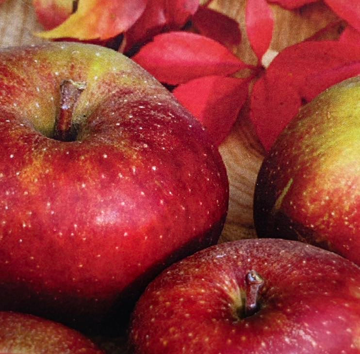 Apfelbaum, Malus domestica 'Roter Boskoop' kaufen im Online-Shop der Bohlken Baumschulen