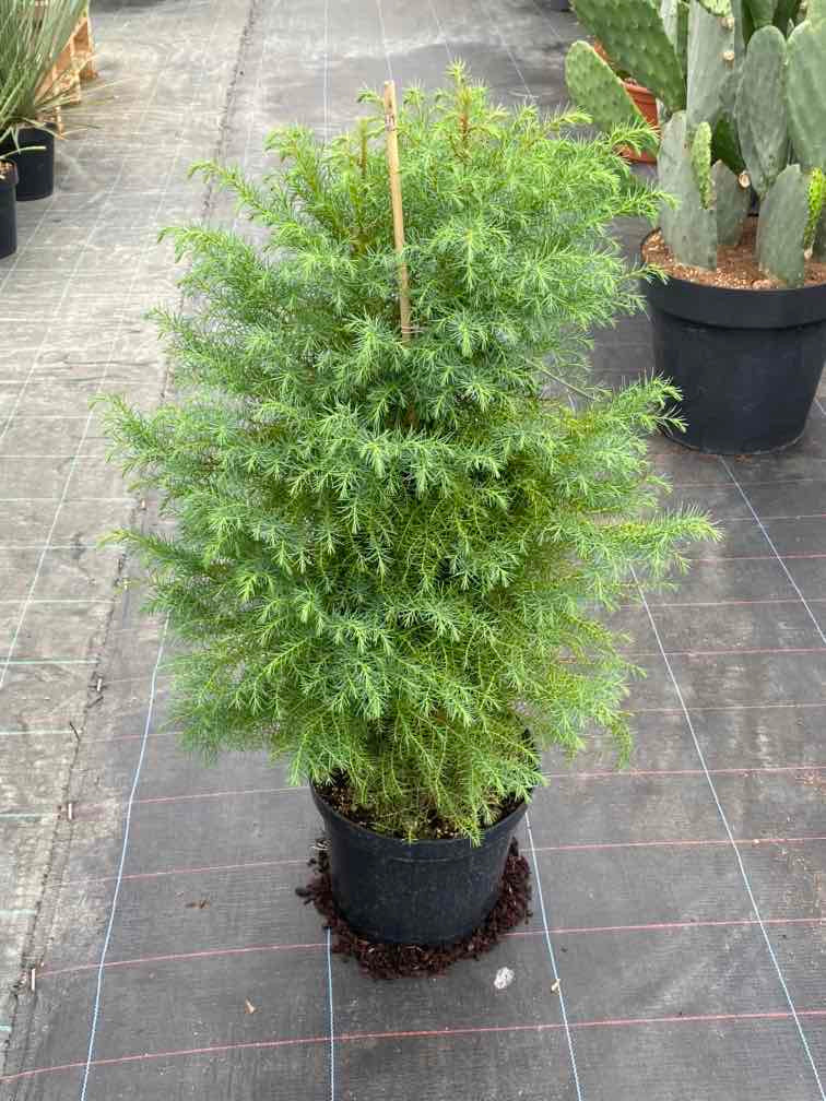 Hahnenkamm-Sicheltanne 'Elegans Viridis'