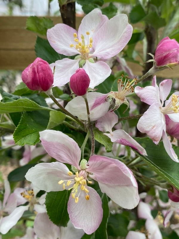Apfelbaum, Malus domestica 'Rubinette Rosso' ® kaufen im Online-Shop der Bohlken Baumschulen