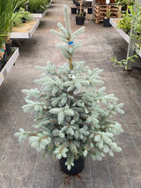 Blaue Stechfichte 'Baby Blue'