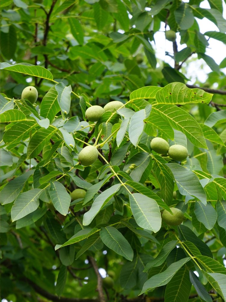 Artikelbild für Echte Walnuss Juglans regia im Onlineshop der Bohlken Baumschulen