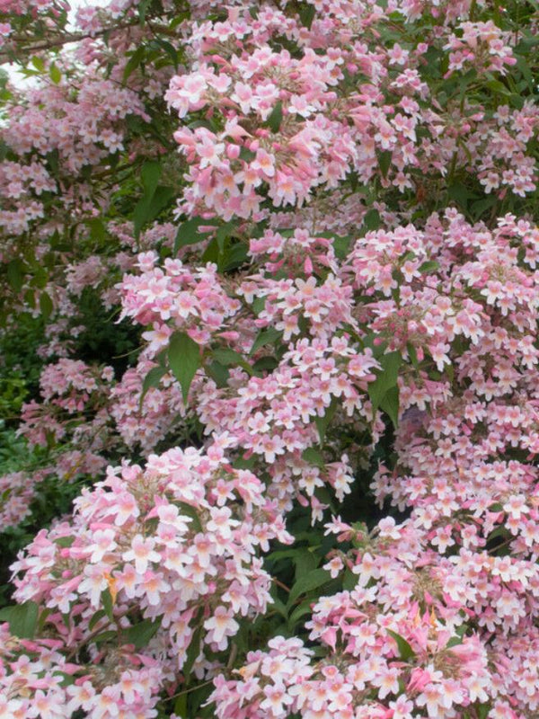 Artikelbild für Kolkwitzie-Perlmutt-Strauch Kolkwitzia amabilis 'Pink Cloud' im Onlineshop der Bohlken  Baumschulen