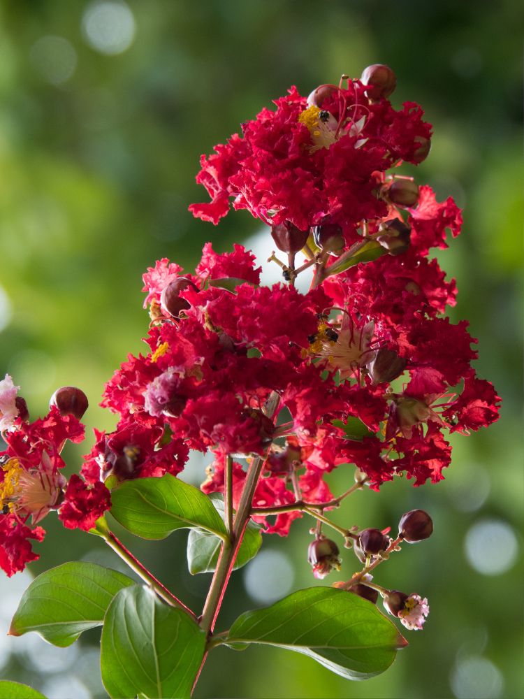 Artikelbild für Kreppmyrte Lagerstroemia indica 'Dynamite'® im Online-Shop der Bohlken Baumschulen