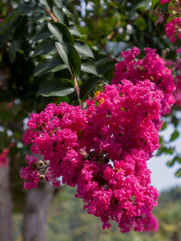 Artikelbild für Kreppmyrte Lagerstroemia indica 'Fuchsia d'Éte' ® im Online-Shop der Bohlken Baumschulen