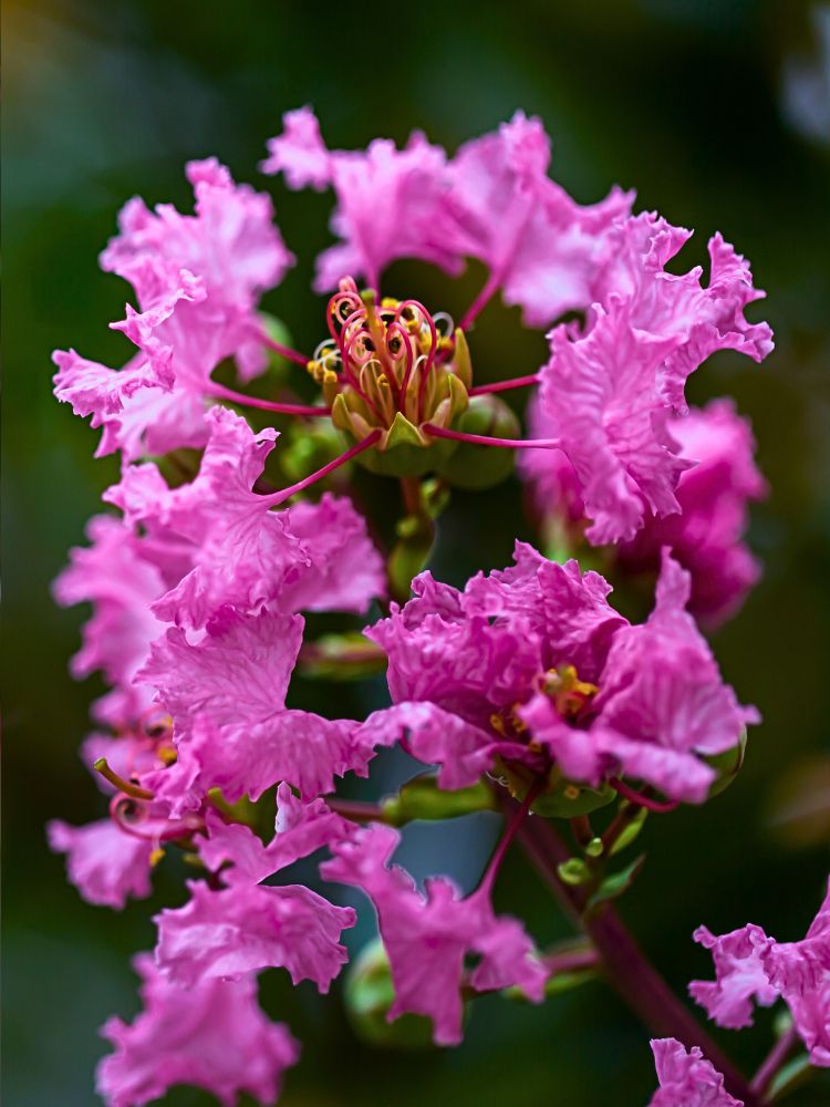 Artikelbild für Kreppmyrte Lagerstroemia indica 'Purple Star' ® im Online-Shop der Bohlken Baumschulen