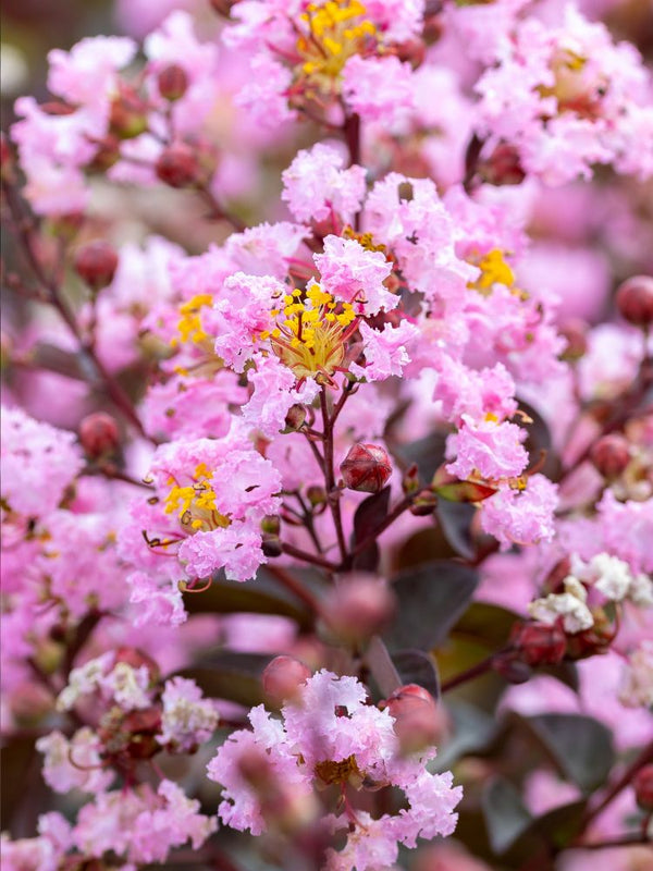 Artikelbild für Kreppmyrte Lagerstroemia indica 'Rhapsody in Pink' im Online-Shop der Bohlken Baumschulen