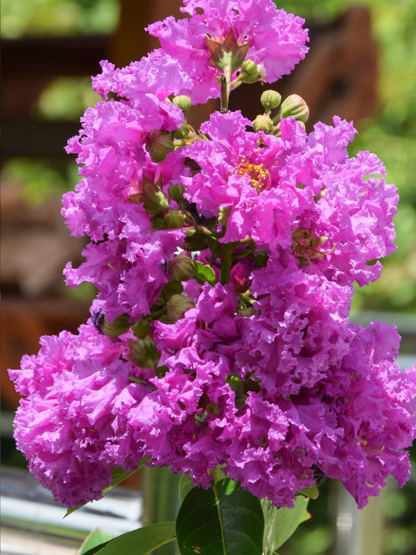 Artikelbild für Kreppmyrte Lagerstroemia indica 'Violet d'Été' ® im Online-Shop der Bohlken Baumschulen