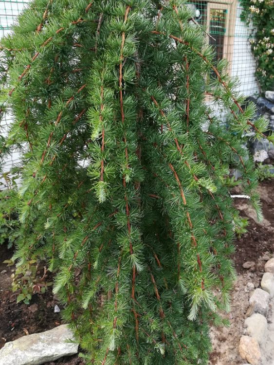 Japanische Hänge-Lärche, Larix kaempferi 'Stiff Weeper' kaufen im Online-Shop der Bohlken Baumschulen