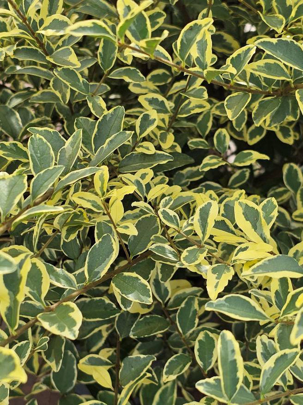 Artikelbild für Liguster Ligustrum ibota 'Musli'® im Onlineshop der Bohlken Baumschulen