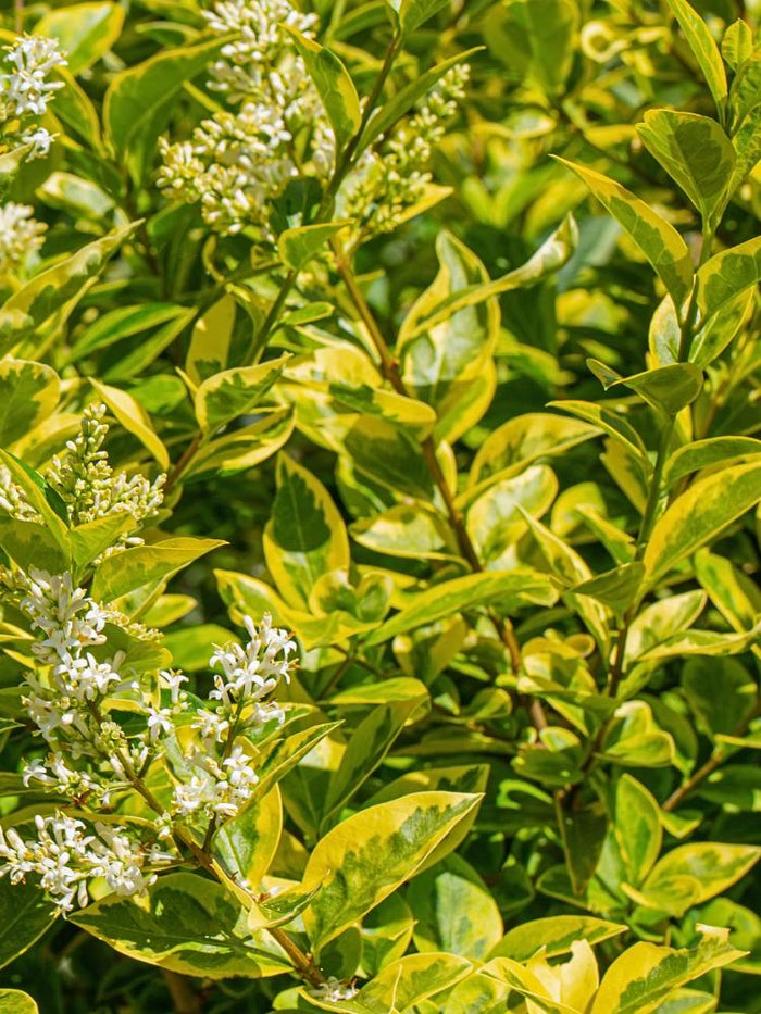 laurel tree plant Bay Laurel