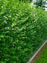Bild von Immergrüner Liguster 'Atrovirens', Ligustrum vulgaris 'Atrovirens' im Onlineshop von Bohlken Pflanzenversand GbR