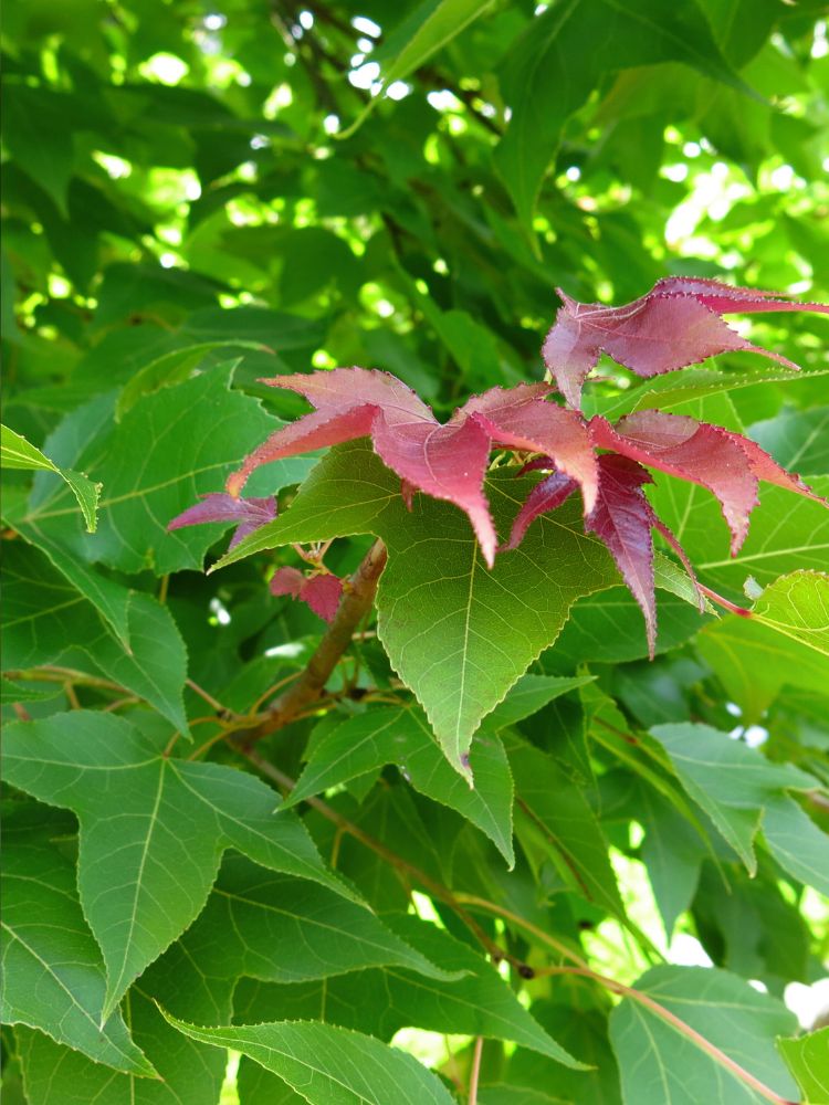 Artikelbild für Amberbaum Liquidambar formosana 'Ellen' im Online-Shop der Bohlken Baumschulen