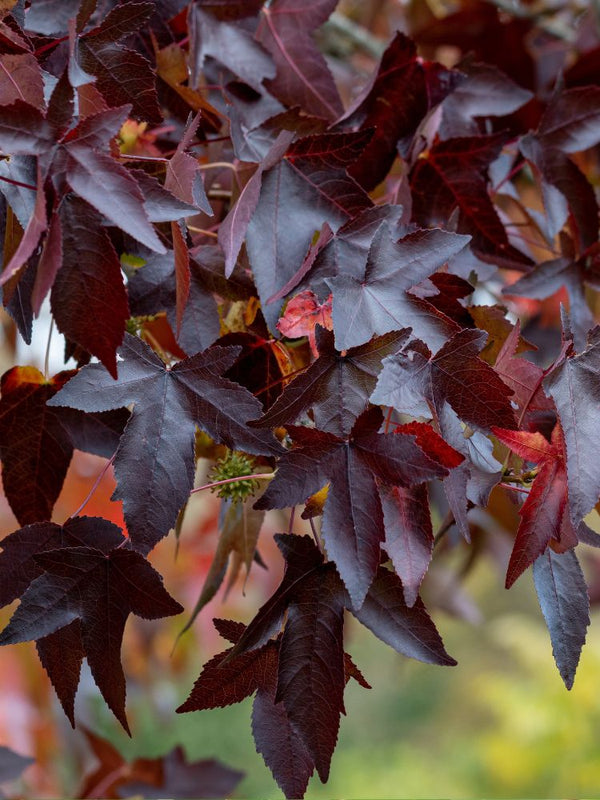 Artikelbild für Amberbaum Liquidambar styraciflua 'Worplesdon' im Online-Shop der Bohlken Baumschulen