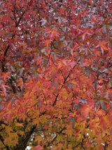 Artikelbild für Amberbaum Liquidambar styraciflua 'Worplesdon' im Online-Shop der Bohlken Baumschulen
