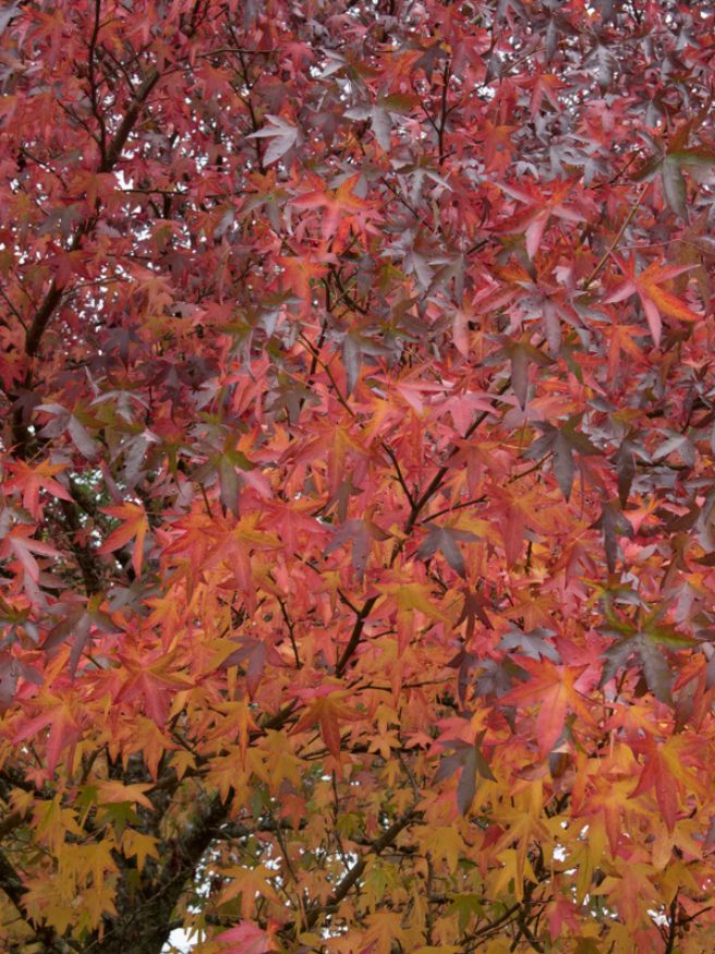 Artikelbild für Amberbaum Liquidambar styraciflua 'Worplesdon' im Online-Shop der Bohlken Baumschulen