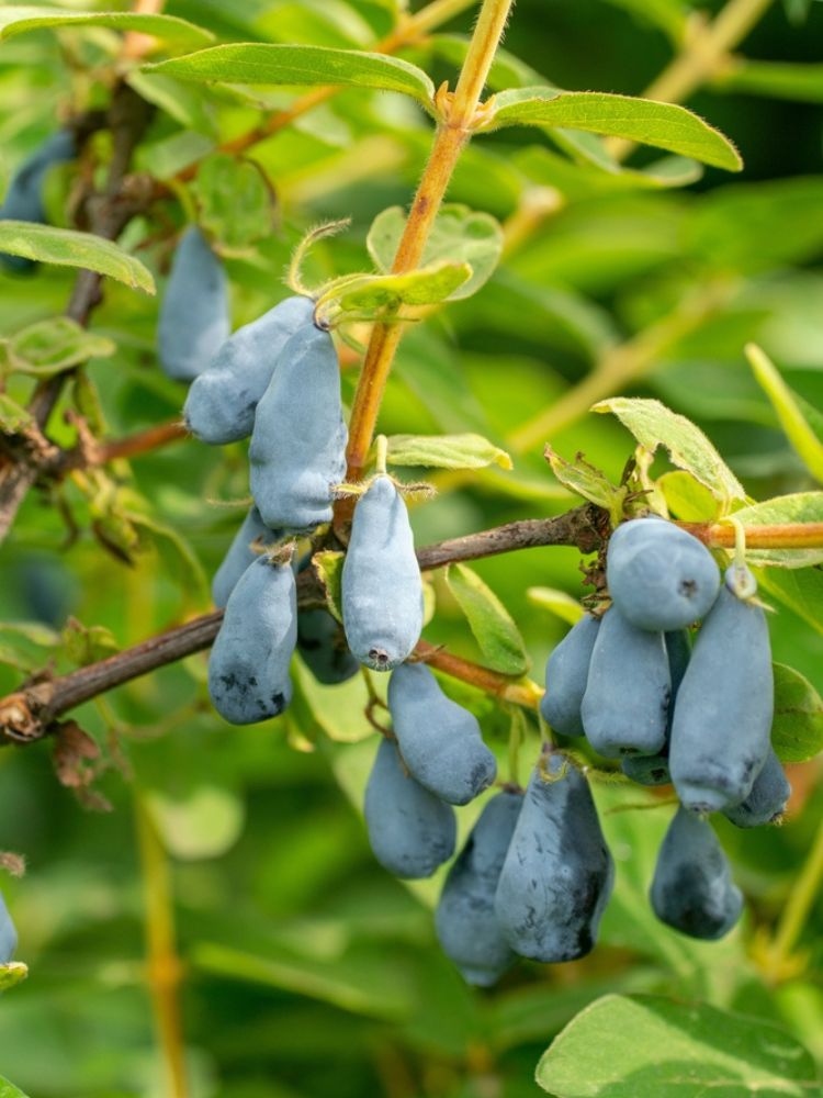 Sibirische Blaubeere, Honigbeere, Lonicera kamtschatica 'MyBerry ® Sweet' kaufen im Online-Shop der Bohlken Baumschulen