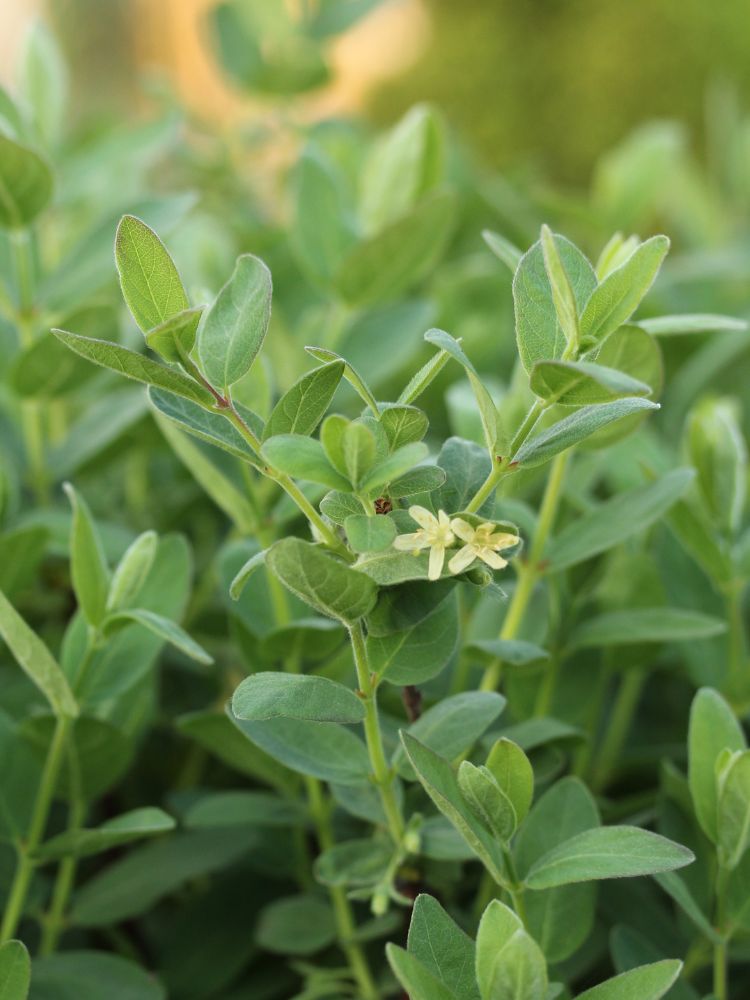 Sibirische Blaubeere, Honigbeere, Lonicera kamtschatica 'MyBerry ® Sweet' kaufen im Online-Shop der Bohlken Baumschulen